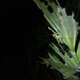 A grasshopper, demonstrating the mellowing effects of cold, night air.